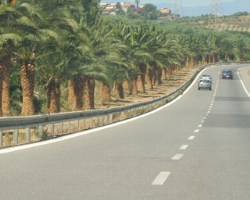 Palmer ett vanligt inslag vid motorv�garna p� Sicilien - 2007